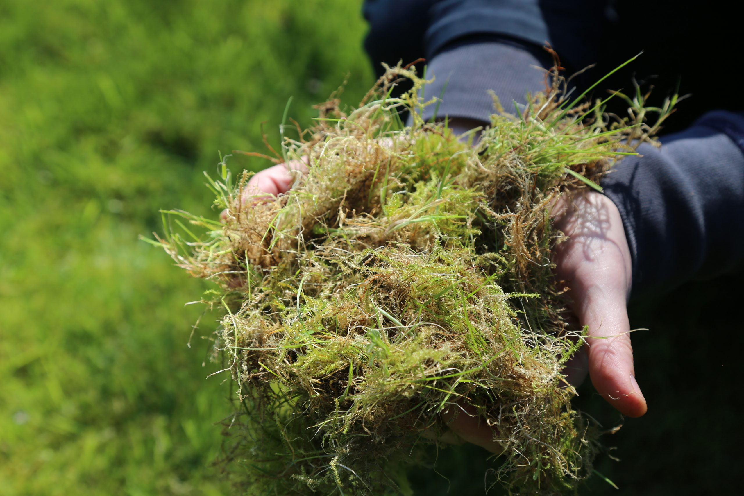 Thatch and moss in hands after scarifying with Countax scarifier cassette