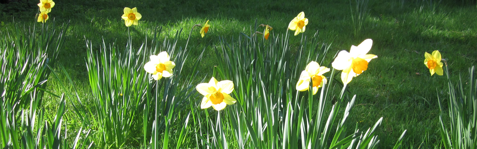 Daffodils in sun
